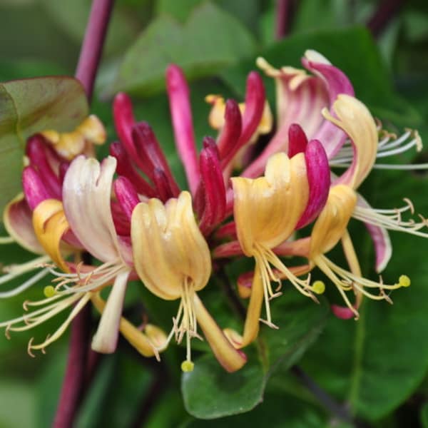 1- 16 Ounce Honeysuckle Fragrance Oil for candle/soap making Free Shipping