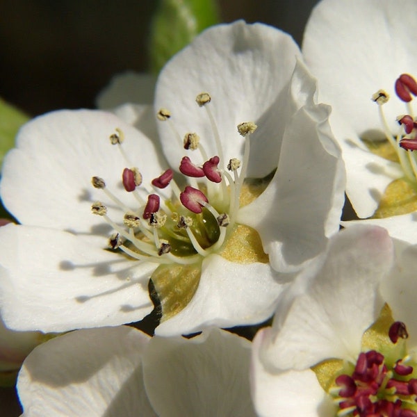 1- 16 Ounce Pear Blossom Fragrance Oil for candle/soap making Free Shipping