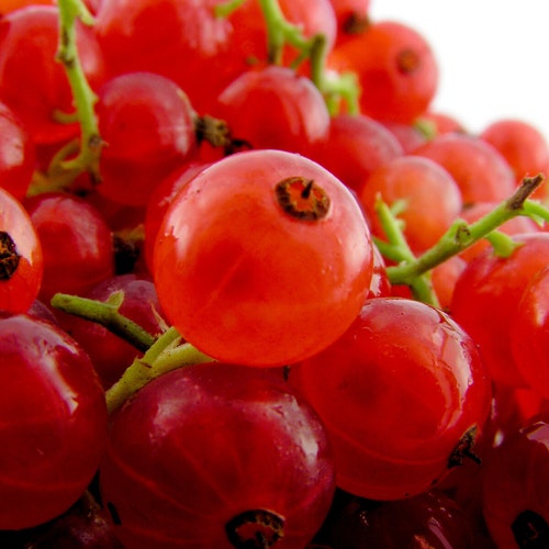 Red Currant Fragrance Oil 100 Pure Safe for Soap Making Etsy