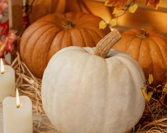 Spiced Pumpkin and Patchouli Type Fragrance Oil for candle/soap making Free Shipping