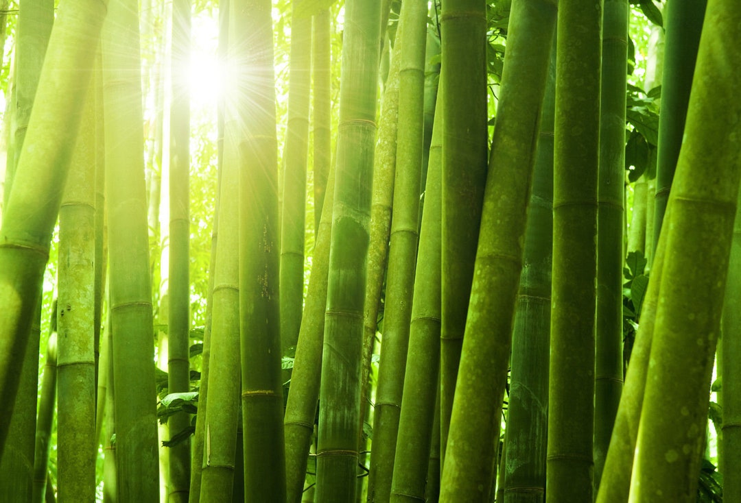 1 16 Ounce Bamboo Fragrance Oil for Candle/soap Making Free Shipping - Etsy