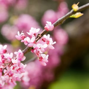 Cherry Blossom Apple love Spell Type Fragrance Oil Deep South