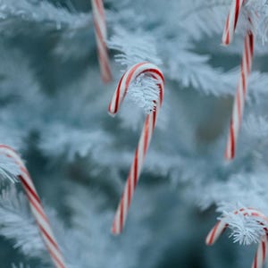 Twisted Peppermint Fragrance Oil for candle/soap making Free Shipping