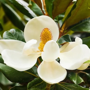 Magnolia Blossoms Fragrance Oil for candle/soap making Free Shipping