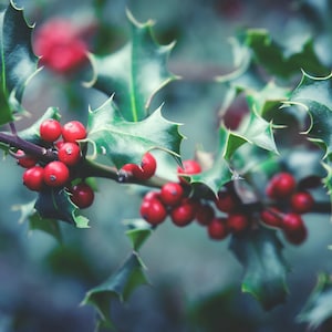 Under the Mistletoe Fragrance Oil for candle/soap making Free Shipping