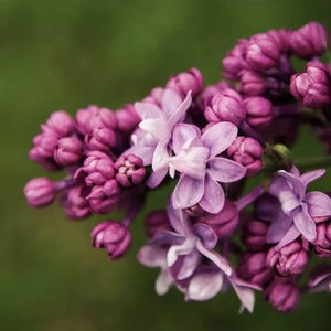 Lilac Fragrance Oil for candle/soap making Free Shipping