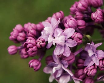 Lilac Fragrance Oil for candle/soap making Free Shipping
