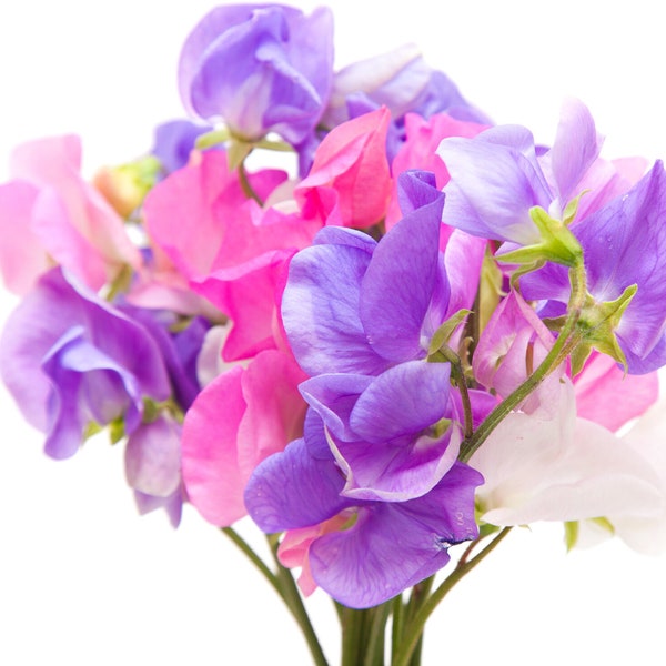 1- 16 Ounce Sweet Pea Type Fragrance Oil for candle making Free Shipping