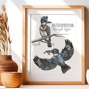 Belted Kingfisher Art Print – Watercolor Bird Illustration – Naturalist Wildlife Wall Art – Ornithology Decor – Coastal Bird Lover Gift