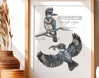 Belted Kingfisher Art Print: Watercolor Bird Illustration, Coastal Decor