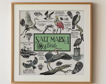 Salt Marsh Birds Art Print: North American Bird Illustration