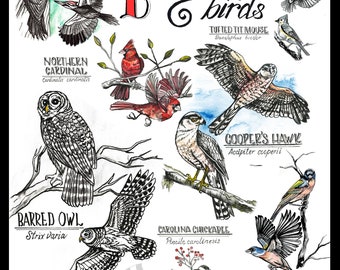 Backyard Birds Naturalist Bird Series Poster