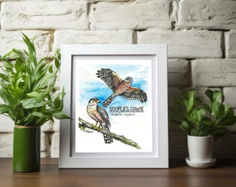 Cooper's Hawk Art Print: Vintage Watercolor Bird Illustration