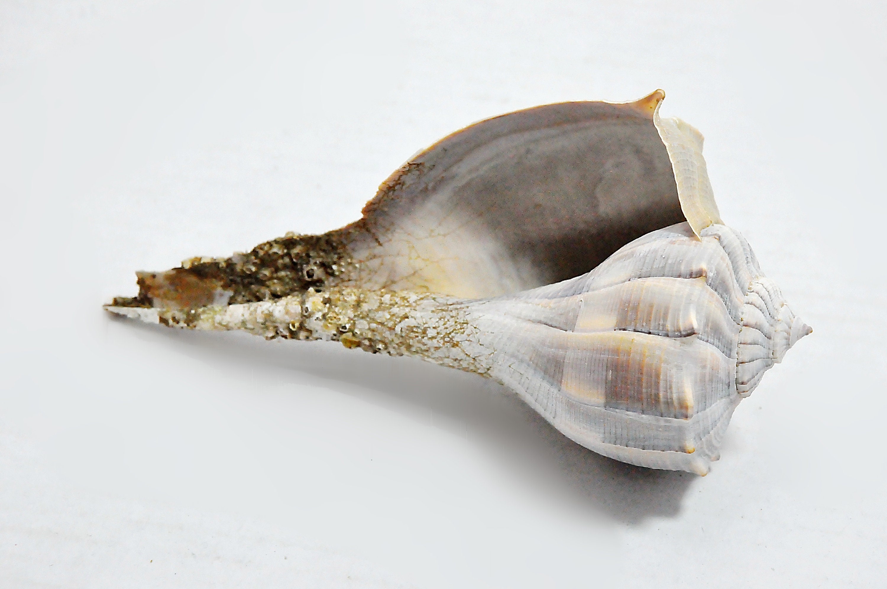 Collection of Three Natural Conch Shells Beach Cottage Home Etsy