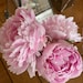 <a href='https://www.etsy.com/jp/shop/JUNQUEALINA?ref=l2-about-shopname&from_page=listing' class='wt-text-link'>JUNQUEALINA</a> のオーナー