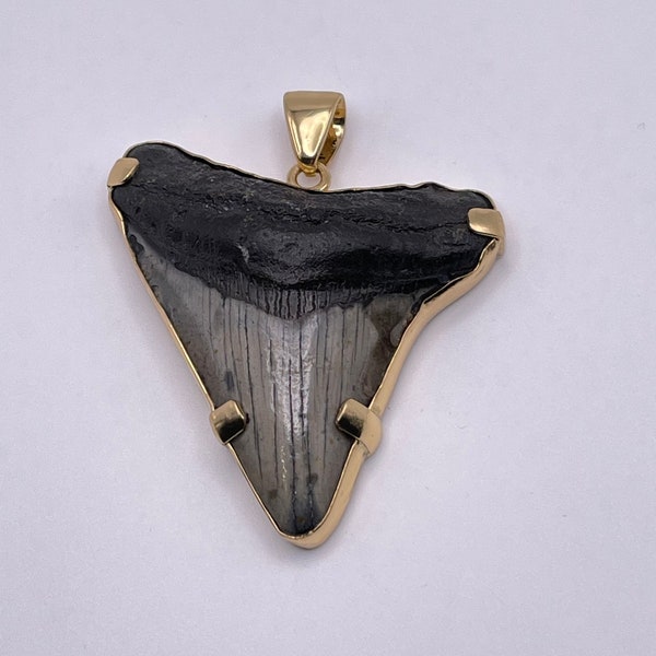 Charles Albert Large Shark Tooth Natural Fossil Pendant Prong and Bezel set in their Signature Alchemia Gold