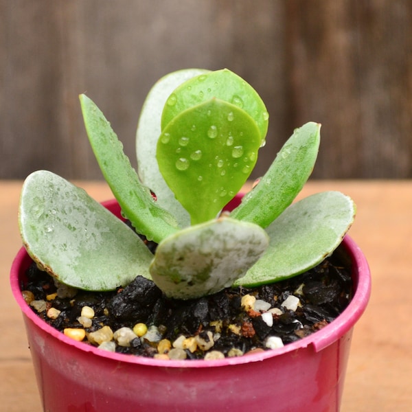 Cotyledon Orbiculata 'Silver Storm' Succulent Plant Grown in 8 cm Pot