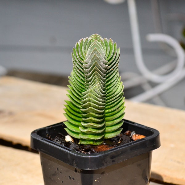 Crassula Buddahs Temple Succulent Plant - 7 cm Pot