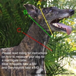 May include: A brindle dog with a long snout and tongue out, featuring three coloured lines labelled A, B, and C to indicate measurement points for a collar. Text on the image provides instructions for measuring a dog for a martingale collar.