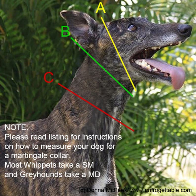 May include: A brindle dog with a long snout and tongue out, featuring three coloured lines labelled A, B, and C to indicate measurement points for a collar. Text on the image provides instructions for measuring a dog for a martingale collar.