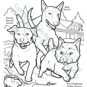 Terrier Dogs Coloring Page ColoringBook.com
