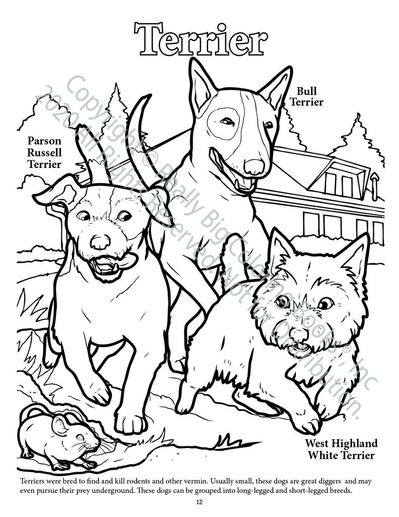 Terrier Dogs Coloring Page ColoringBook.com