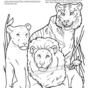 Lions and Tigers Coloring Page ColoringBook.com