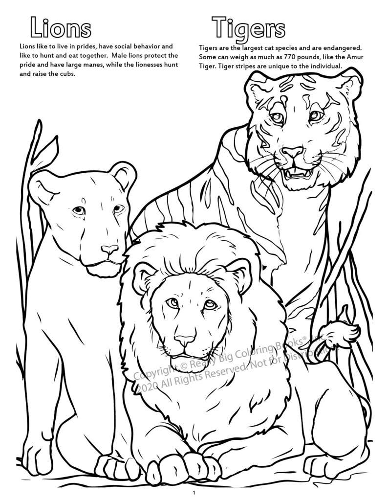 Lions and Tigers Coloring Page ColoringBook.com