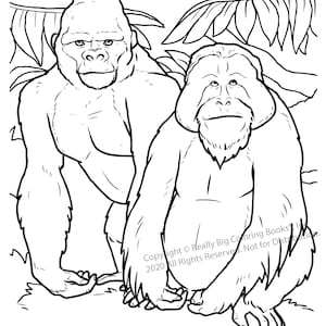 Gorilla and Orangutan Coloring Page ColoringBook.com