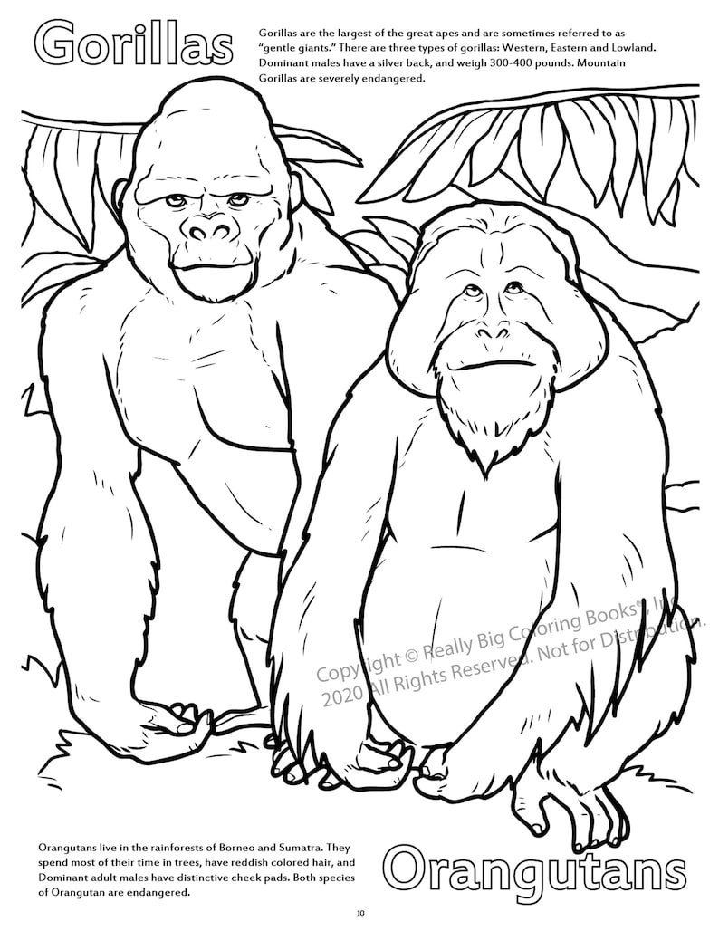 Gorilla and Orangutan Coloring Page ColoringBook.com