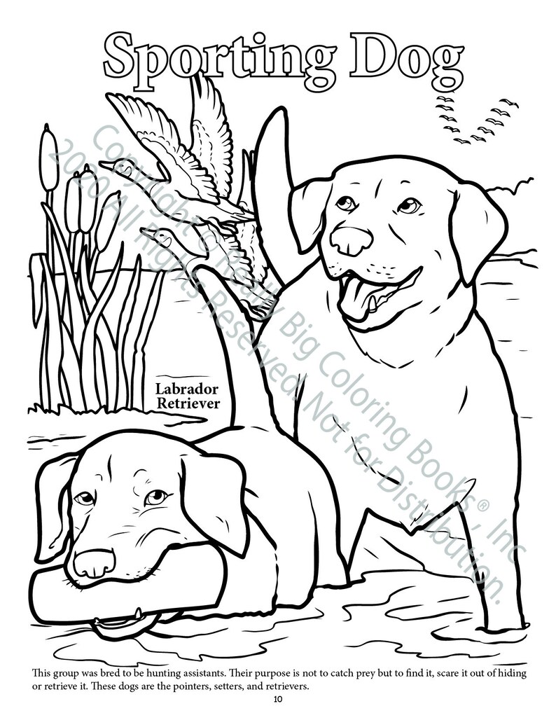 Sporting Dogs Coloring Page ColoringBook.com