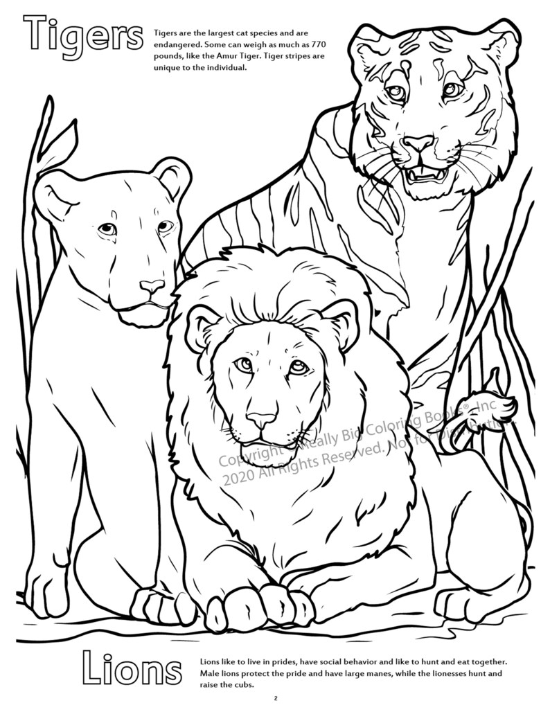 Lions and Tigers Coloring Page ColoringBook.com