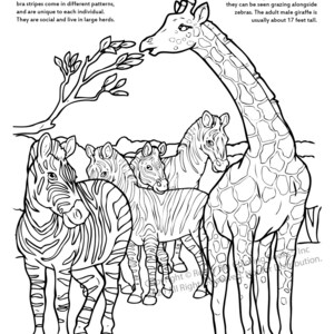 Zebra and Giraffes Coloring Page ColoringBook.com