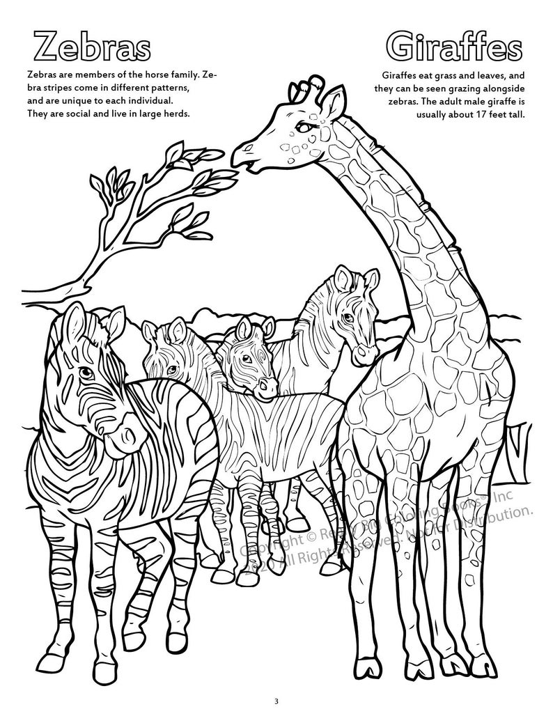 Zebra and Giraffes Coloring Page ColoringBook.com