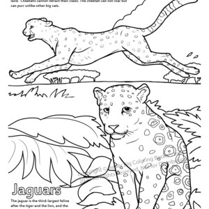 Cheetahs and Jaguars Coloring Page ColoringBook.com