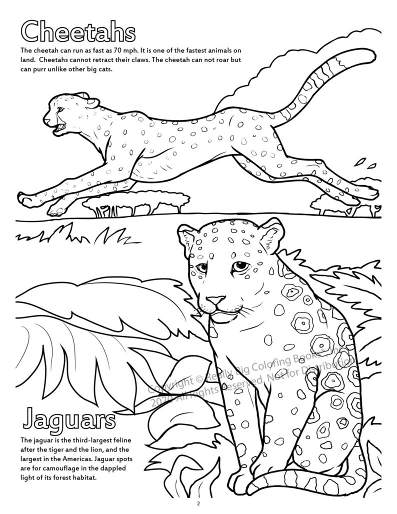 Cheetahs and Jaguars Coloring Page ColoringBook.com