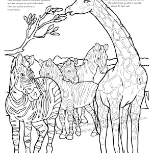 Giraffe and Zebra Coloring Page ColoringBook.com