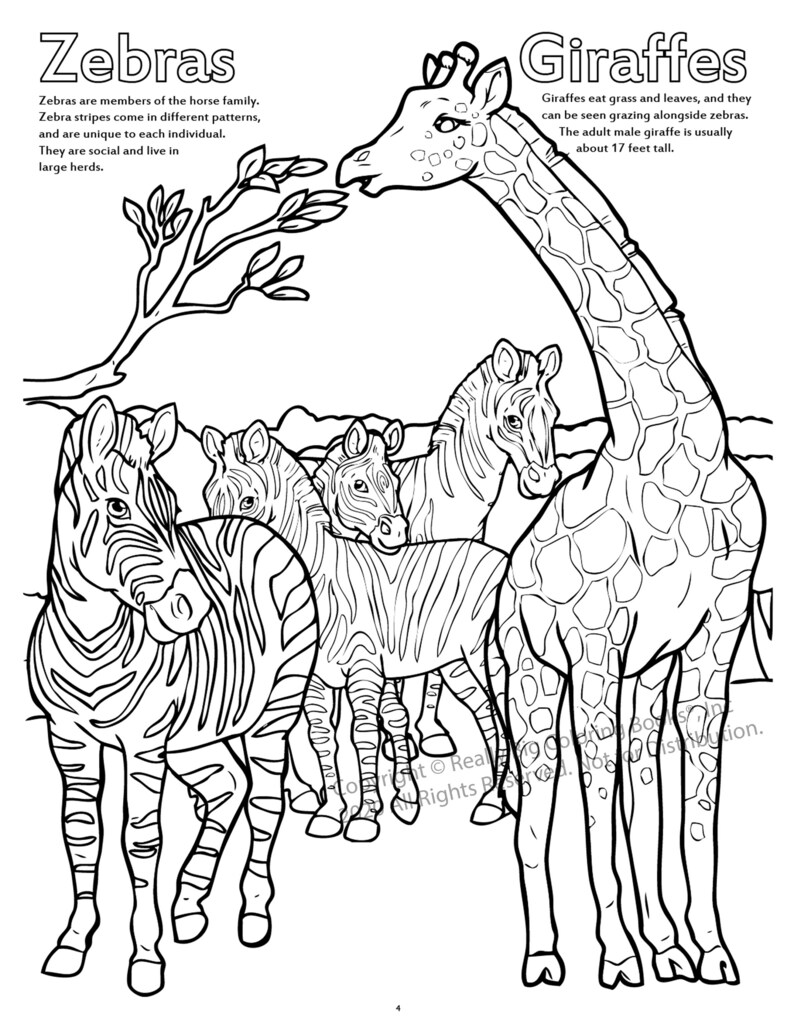 Giraffe and Zebra Coloring Page ColoringBook.com