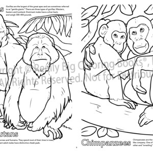 Gorillas, Orangutan, and Chimpanzee Coloring Pages ColoringBook.com