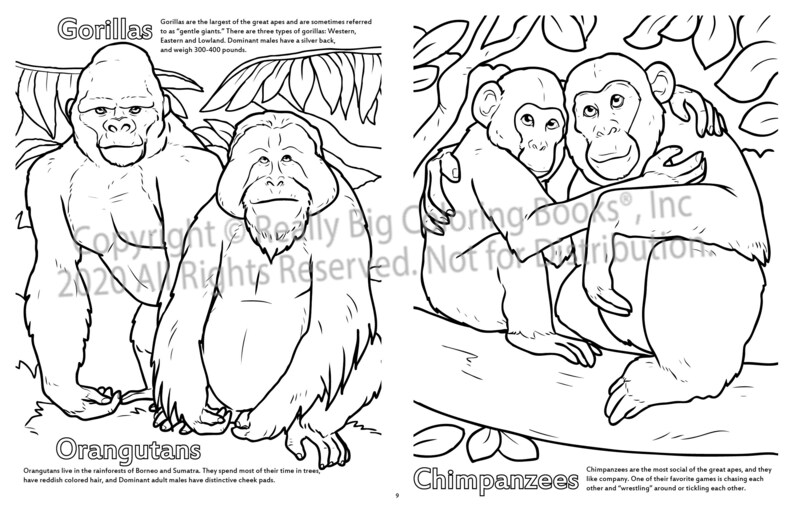 Gorillas, Orangutan, and Chimpanzee Coloring Pages ColoringBook.com