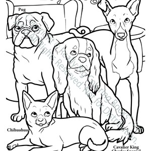 Toy Dog Breeds Coloring Page ColoringBook.com