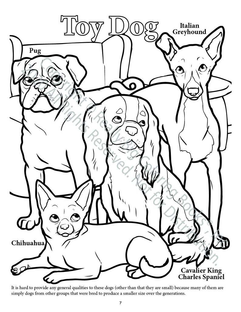 Toy Dog Breeds Coloring Page ColoringBook.com