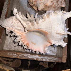 Vintage Large Queen Conch Shell Pink Interior Horned Seashell 10" Nautical Decor