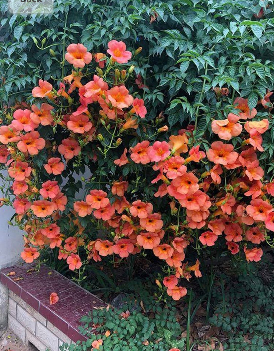 3 Rooted Trumpet Vines Hummingbird Attractive Ready to Plant and