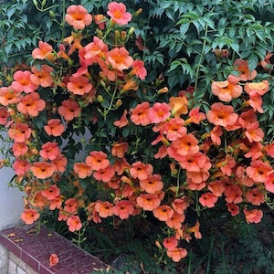 25 Trumpet Vine Seeds Hummingbird attractive ready to plant and flourish.