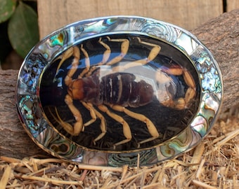 Real SCORPION ALACRAN EPOXY Handmade oval western belt buckle evilla