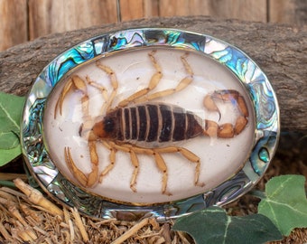 Hebilla de cinturón occidental ovalada hecha a mano con EPOXI de abulón de ESCORPIÓN real evilla alacran