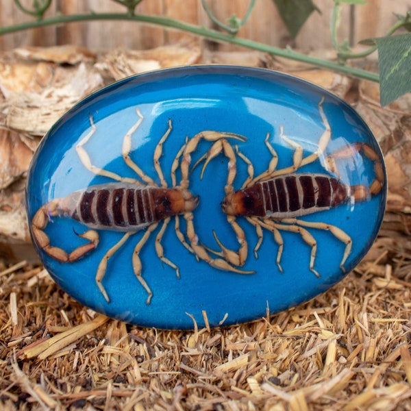 Real Scorpion Belt Buckle - Glow In The Dark - Western Cowboy Style Metal Buckle