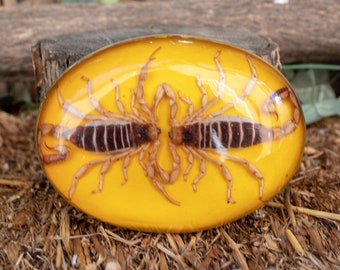 Real Double SCORPION ALACRAN EPOXY Handmade oval western belt buckle evilla