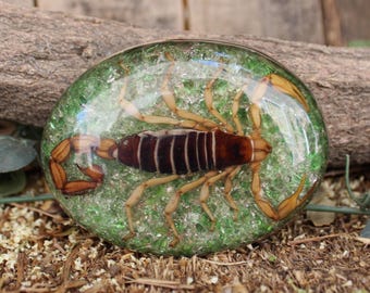 Real SCORPION ALACRAN EPOXY Handmade oval western belt buckle evilla